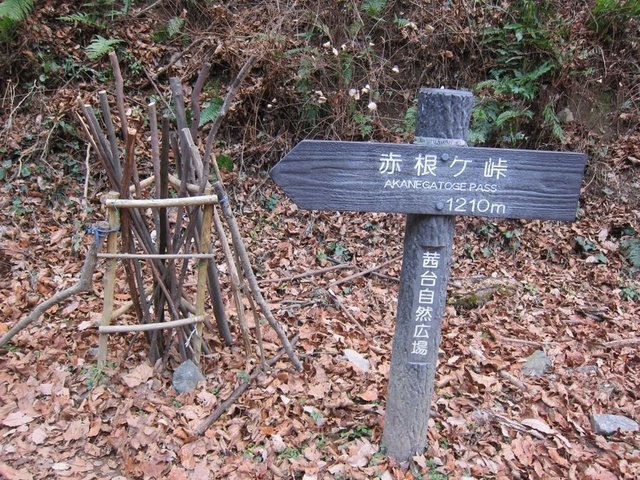 IMG_7131.JPG
