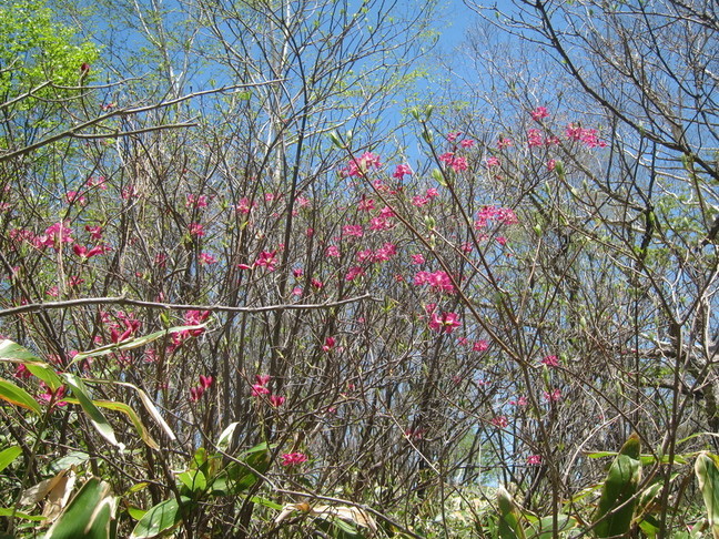 IMG_7168.JPG