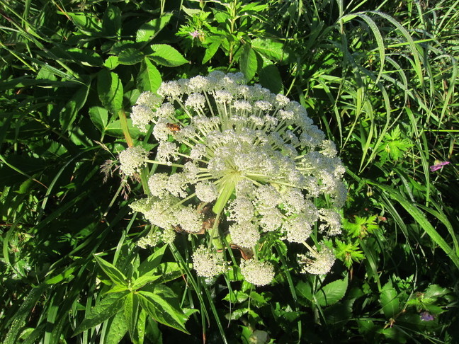 IMG_8336.JPG