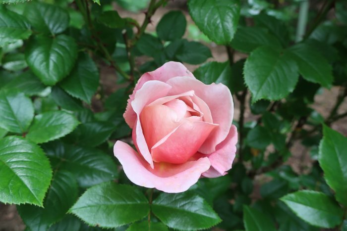 39-IMG_4385.JPG